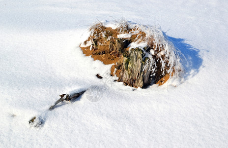 树草丛雪图片