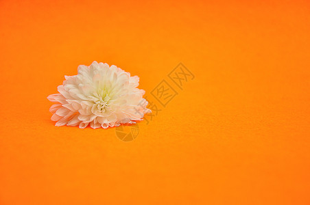 以橙色背景隔离的单一白方形星户外翠菊植物群图片