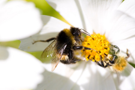 夏天黄色的反对者小蜜蜂和大黄在花上背景图片