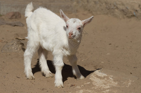 农场里的小羊羔图片