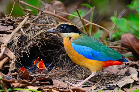丰富多彩的禽类自然的鸟儿蓝翼碧塔皮摩拉卡西人和它的小鸡在地面上图片