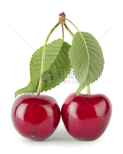小路树叶团体两个红樱桃白背景的叶子分离2个红樱桃图片
