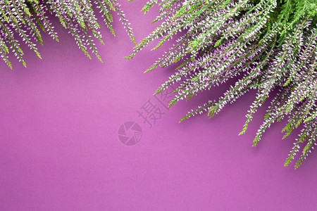 夏天石南花紫色底背景的Heather花朵称Heather鲜花为粗俗图片