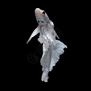 水中游动的白色斗鱼图片