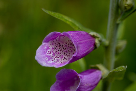 盛开植物紫色狐花大型紫色狐图片