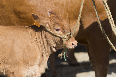 部动物鼻子法国LimousinVeau在市场上与绳捆绑在一起图片
