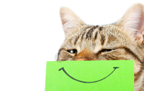 猫咪带着微笑的面具图片