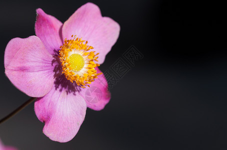 白色的紧贴着黑棕花朵的粉红阿内门花复古的盛开图片