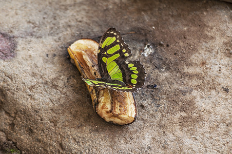 飞翅膀在吃香蕉的马拉奇特蝴蝶西普罗塔沙丁烷上贴近单身的图片