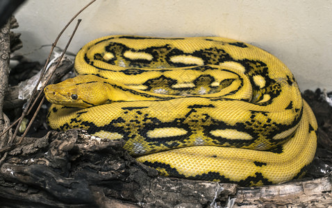 爬虫黑色的地面上黄和黑蛇状野生动物背景图片