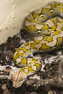 地面上的黄色和黑蛇状危险的捕食者黑色图片
