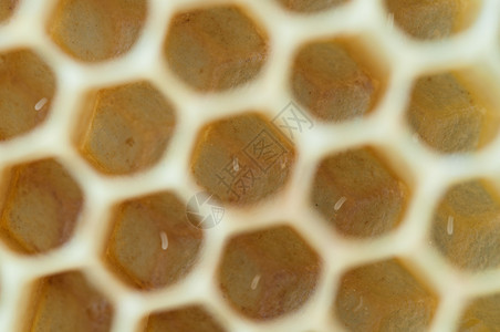 蜜蜂建造的细胞糖授粉动物图片