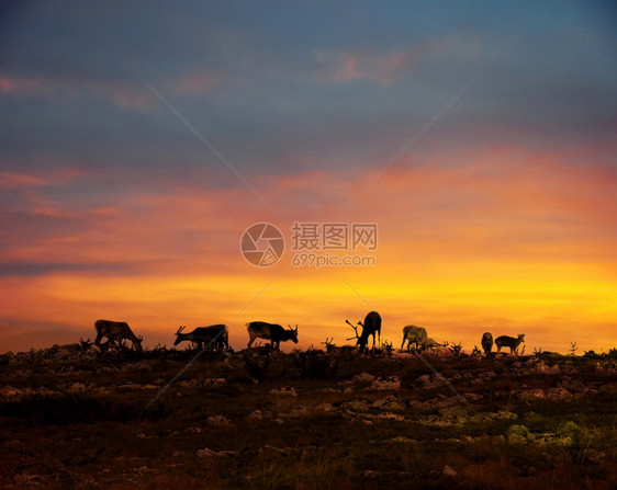 轮廓在拉普兰的午夜太阳下山顶休息的驯鹿群北景观图片