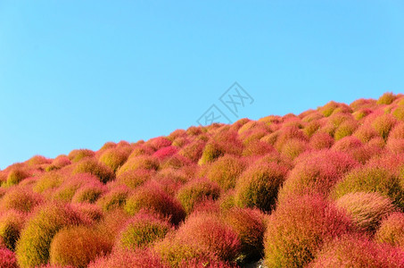 秋天多彩的草地图片