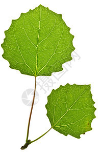 植物学季节白纸上孤立的绿黄叶色图片