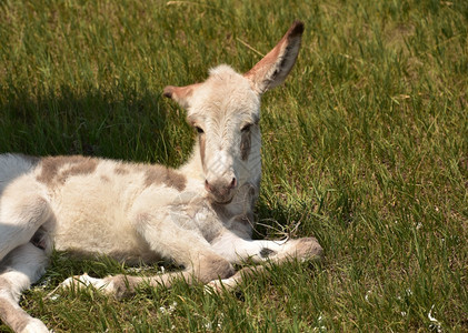 牧场在田里休息睡着可爱斑点的白色小驴子一种野生动物图片