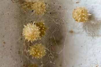 捕食者丝绸毒棕色的寡妇蜘蛛蛋袋保护在厚的蜘蛛丝后面图片