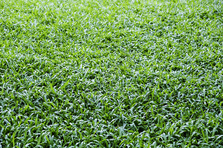 草皮绿色马来西亚草质背景环境图片