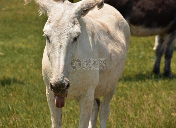 平等草地上有个白驴舌头伸出来可爱的驴子图片