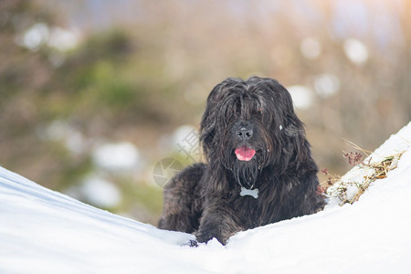 牧场BergamoShepherd在山上的雪中横血狗帽子贝加莫图片