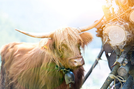 哺乳动物喇叭苏格兰高地人夏季放牧牛图片