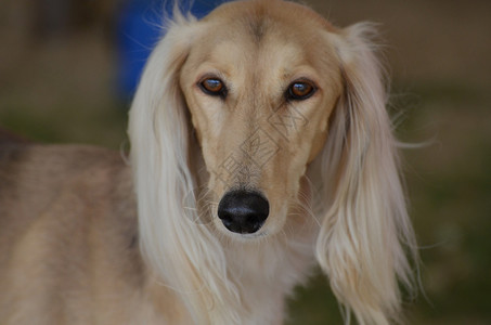 金色沙菜狗甜美的面容修饰过摄影犬类图片