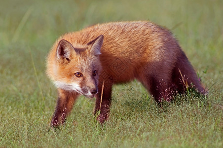 荒野毛皮年轻的狐狸外出探索图片
