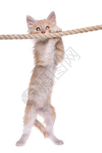 小猫挂在绳子上图片
