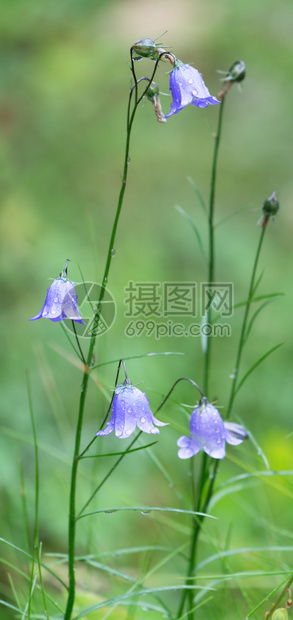 天雨水过后紧贴着带水龙头的脆弱花朵开水生植物图片