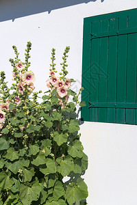 伊莱白色的尔德雷霍利克斯和带有绿色百叶窗的白房子阳光图片