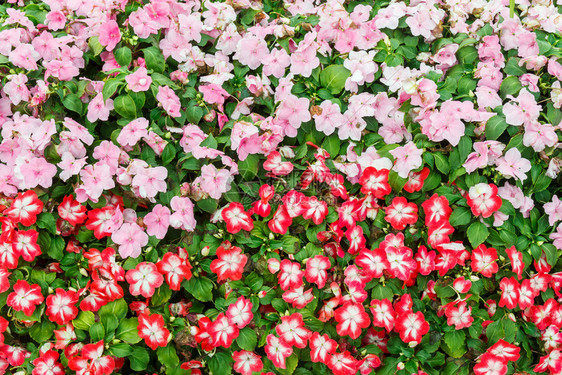 花瓣场地植物学五颜六色的红和桃天竺葵领域图片