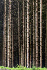 苏格兰北部松树林的藻门木材属图片