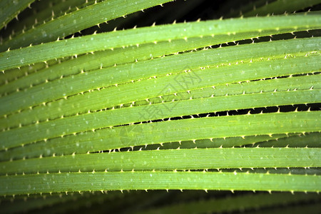 尖的新鲜Aloe植物背景图象自然图片
