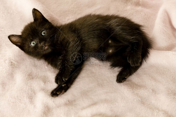毯子上躺着黑色小猫图片