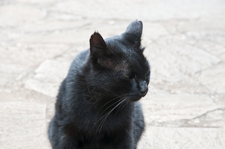 蹲在地上的黑色猫咪图片