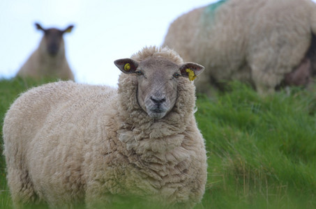 在伊莱兰的一个草地上美丽的羊群毛驯化荒野图片