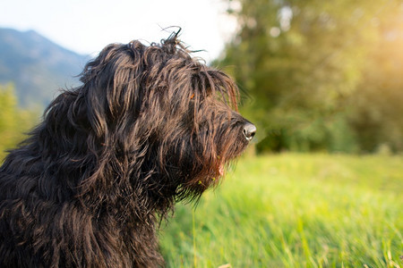 贝加莫恐惧头发牧草中的狗羊犬从远处放牧牛图片