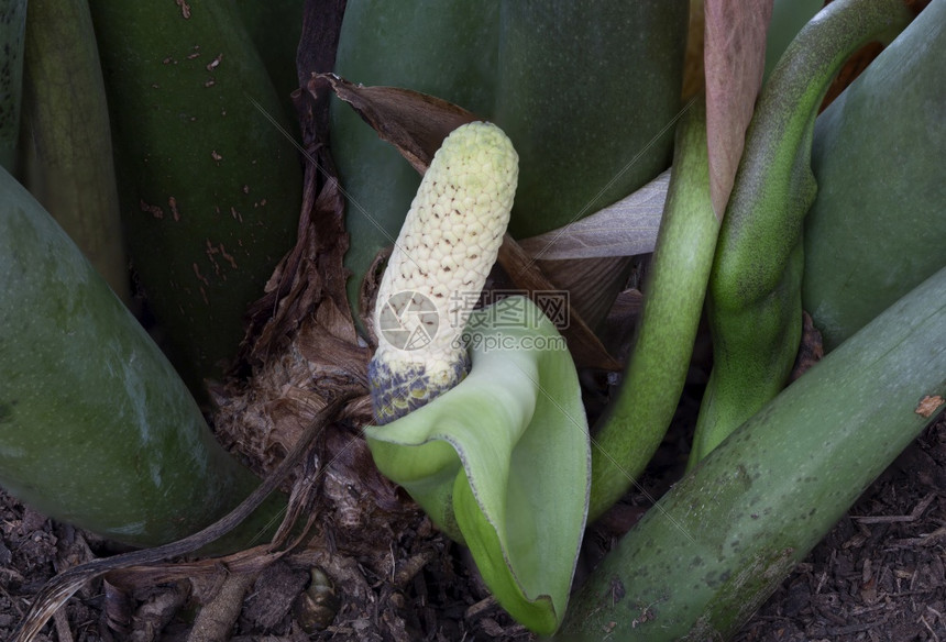 ZZ工厂的花朵Zamioculcaszamiifolia也称为桑给巴尔Gem这是非洲东部原生热带常年装饰植物花梗扎米奥库卡斯花序图片