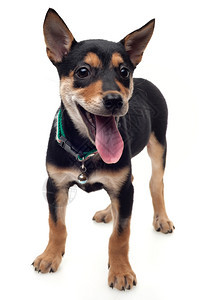 舌头迷人的快乐健康黑棕色狗站在白背景的面图片