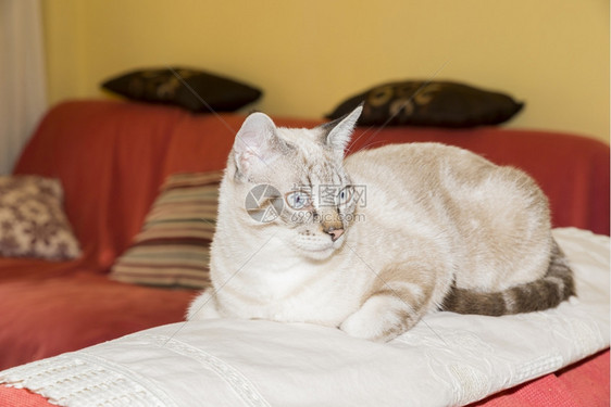 趴在床上的白色猫咪图片
