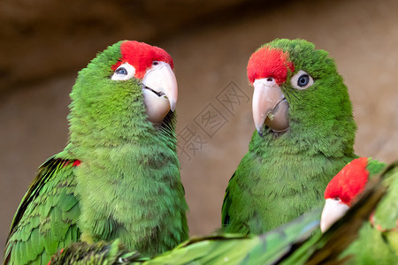 鸟动物绿色鹦鹉组织Psittacarafrontatus金刚鹦鹉图片