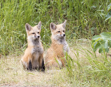 草地里的狐狸图片