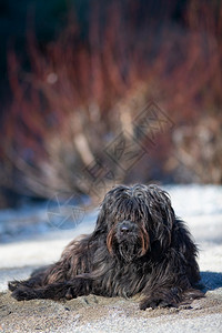 拉斯塔阿尔卑山小狗沙中混合的贝加米斯科牧羊犬图片