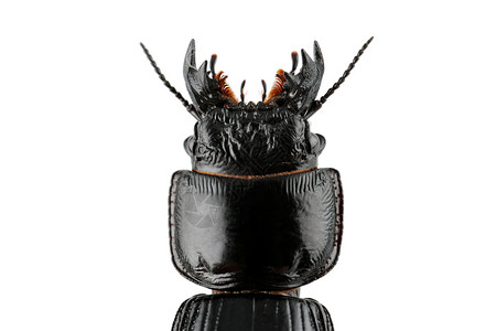 关闭一个非洲钻井地甲虫帕萨利迪乌斯头部的近身白地面下颌角危险的图片