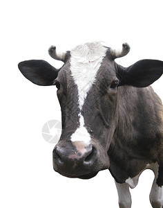 家畜黑白母牛在色背景上被孤立牛奶纯真图片