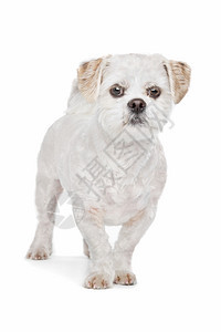 白色的子混合品种狗品种狗马ShihTzu杂交图片