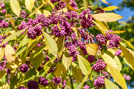植被灌木秋天有成熟水果的碧莓树双歧杆菌图片