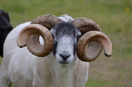 摄影羊天气在苏格兰高地发现的长着卷角可爱绵羊动物的背景