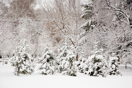 云杉风景雪暴之后206年1月西伯利亚新比尔斯克市公园凉爽的图片