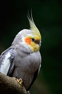 热带腿翅膀美丽的玄凤鹦鹉Nymphicushollandicus特写头部轮廓图片